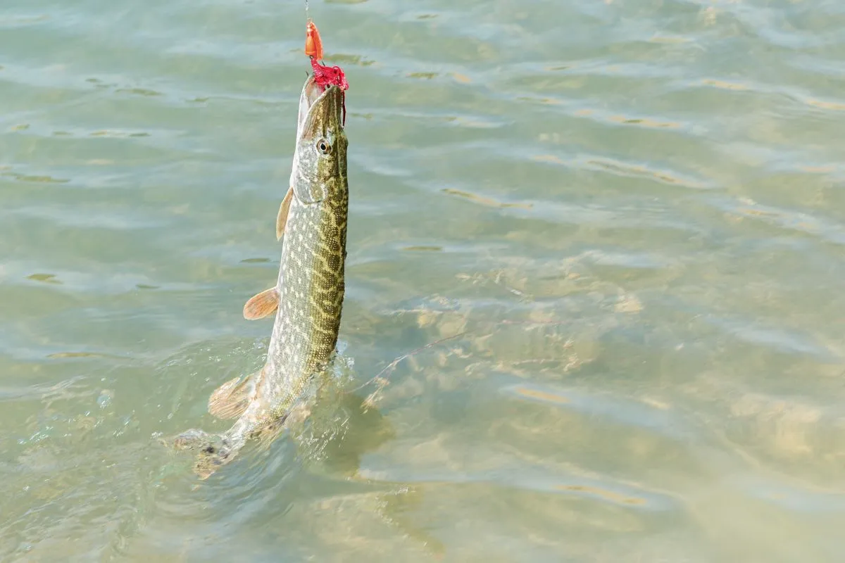 leurres brochet