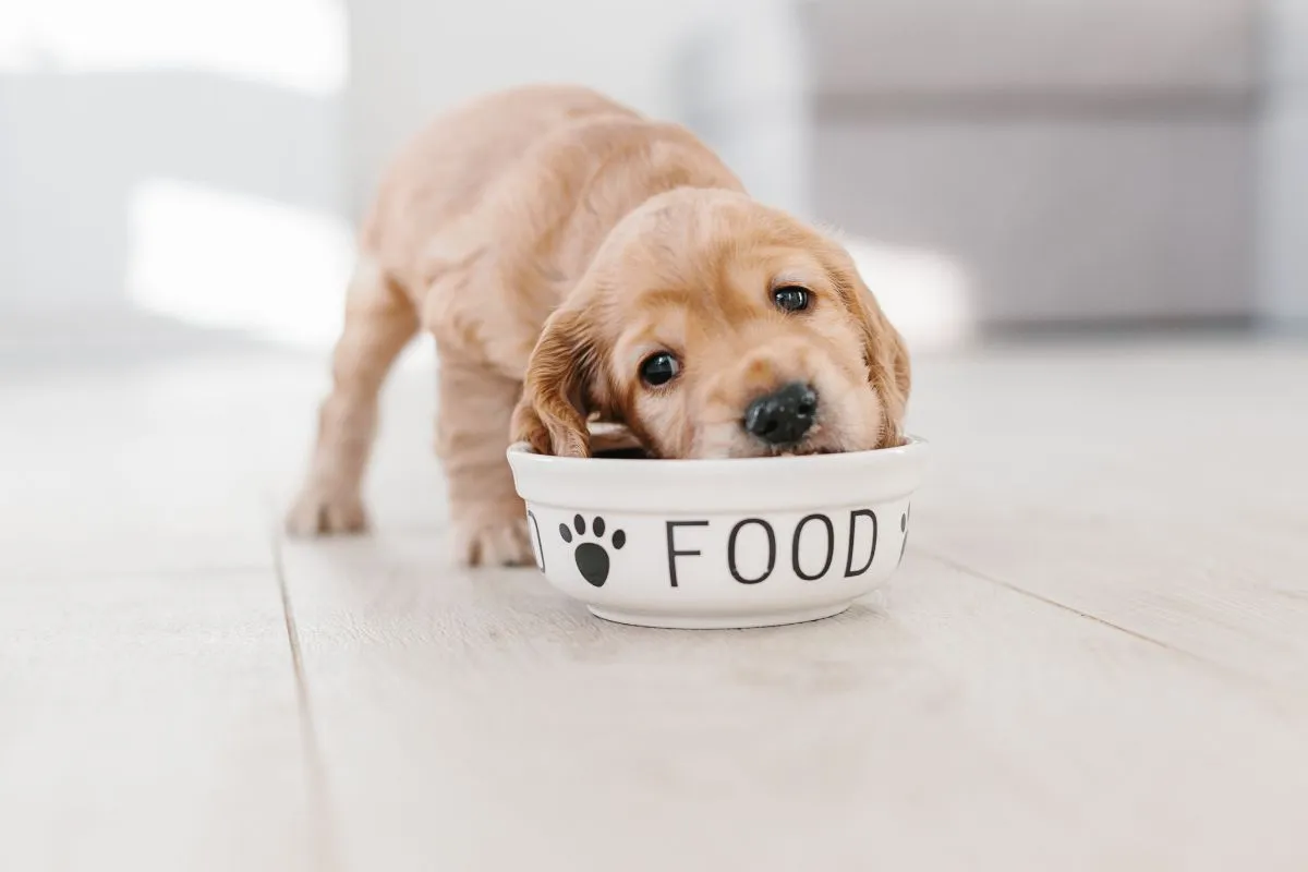 nourriture chien