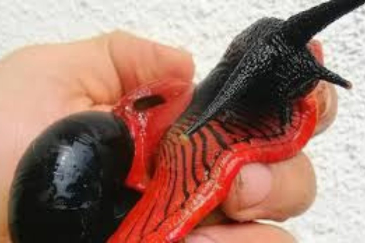 escargot de feu